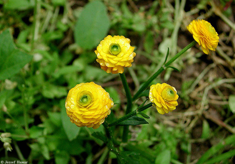 آلاله رونده